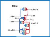 3.3.3 物质运输的途径（课件）济南版生物七年级下册