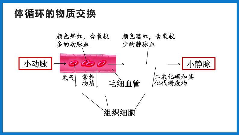 3.3.3 物质运输的途径（课件）济南版生物七年级下册06