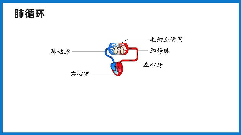 3.3.3 物质运输的途径（课件）济南版生物七年级下册07