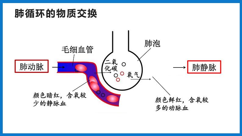 3.3.3 物质运输的途径（课件）济南版生物七年级下册08