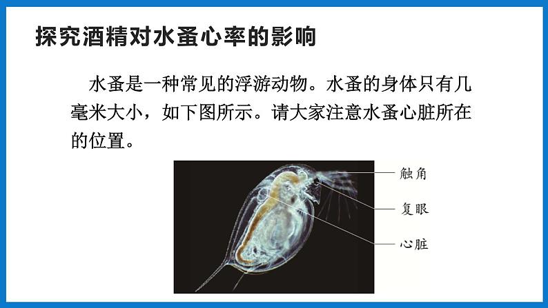 3.3.4 关注心血管健康（课件）济南版生物七年级下册第5页