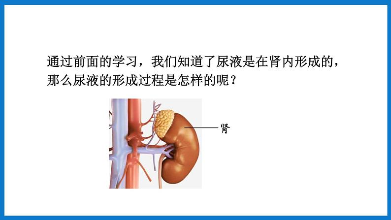 3.4.1 尿液的形成和排出（第2课时）（课件）济南版生物七年级下册02