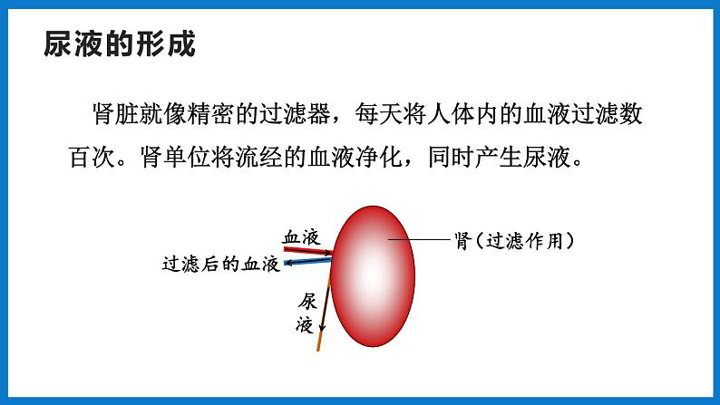 3.4.1 尿液的形成和排出（第2课时）（课件）济南版生物七年级下册03