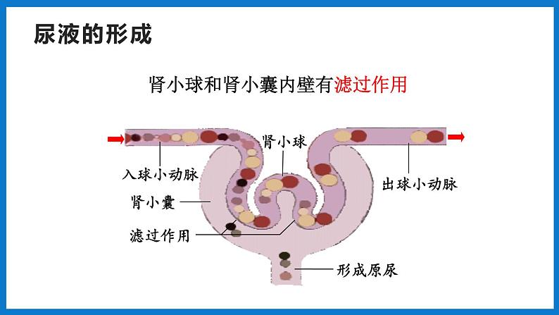 3.4.1 尿液的形成和排出（第2课时）（课件）济南版生物七年级下册05