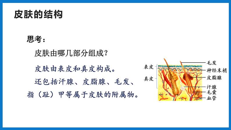 3.4.2 汗液的形成和排出（课件）济南版生物七年级下册05