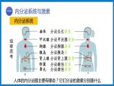 3.5.1人体的激素调节（课件）济南版生物七年级下册