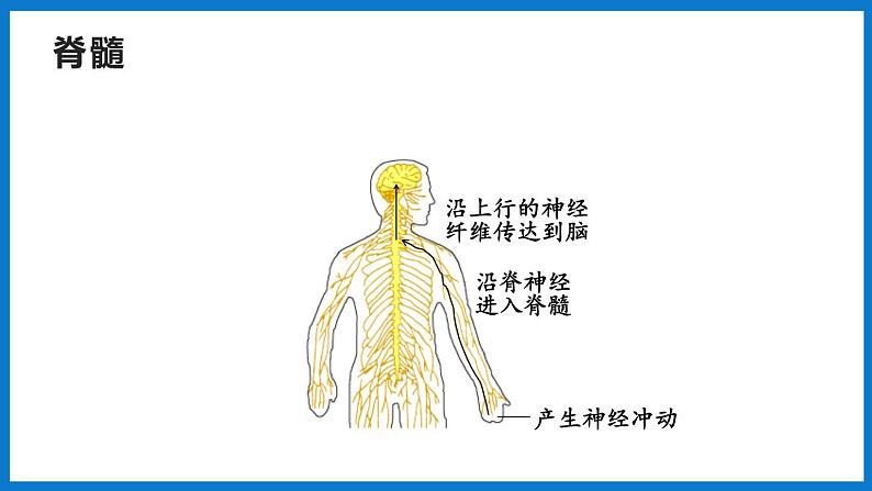 3.5.2 神经调节的结构基础（第2课时）（课件）济南版生物七年级下册07