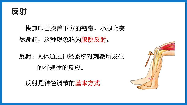 3.5.3神经调节的基本方式（第1课时）（课件）济南版生物七年级下册07