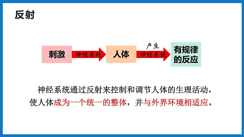 3.5.3神经调节的基本方式（第1课时）（课件）济南版生物七年级下册08
