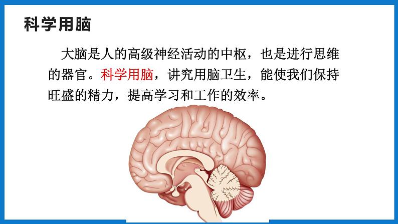 3.5.5神经系统的卫生保健（课件）济南版生物七年级下册第4页