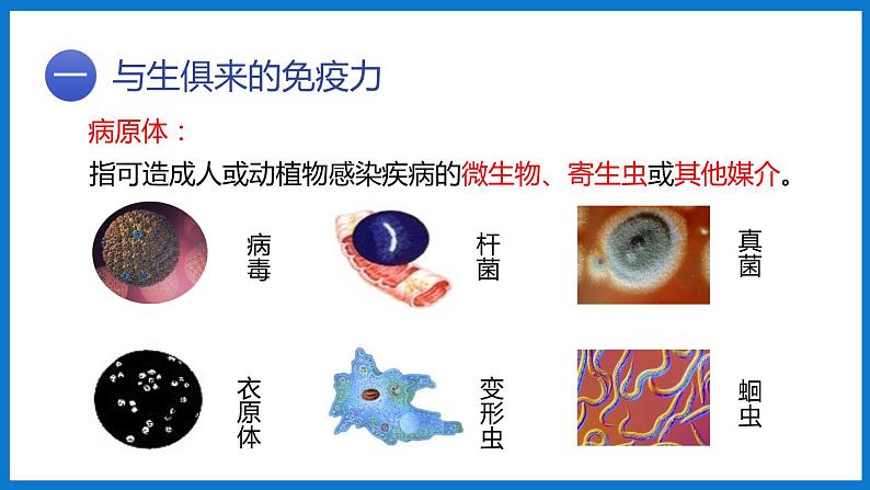 3.6.1人体的免疫功能（课件）济南版生物七年级下册03