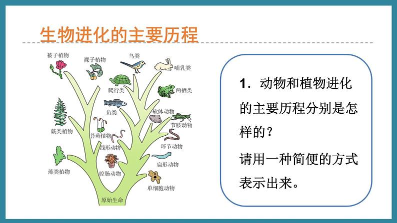 5.1.3生物进化的历程 （课件）济南版生物八年级下册08