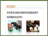 6.1.1环境对生物的作用 （课件）济南版生物八年级下册