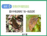 6.1.2生物对环境的适应与影响 （课件）济南版生物八年级下册