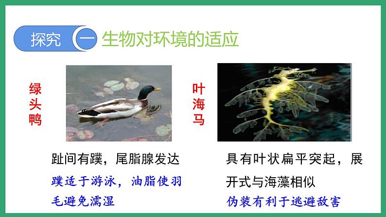 6.1.2生物对环境的适应与影响 （课件）济南版生物八年级下册06