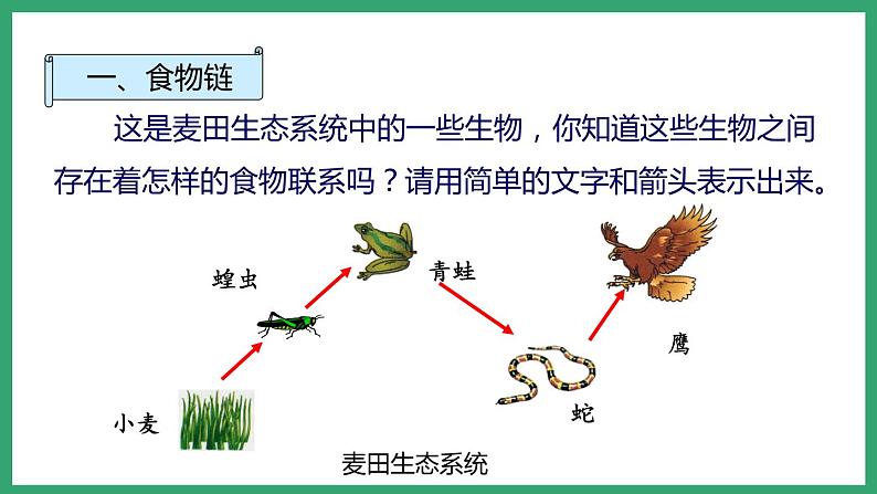 6.2.2食物链和食物网 （课件）济南版生物八年级下册第4页