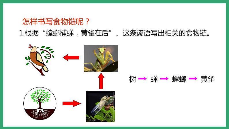 6.2.2食物链和食物网 （课件）济南版生物八年级下册第7页