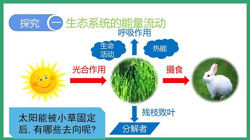 6.2.3能量流动和物质循环 （课件）济南版生物八年级下册第8页