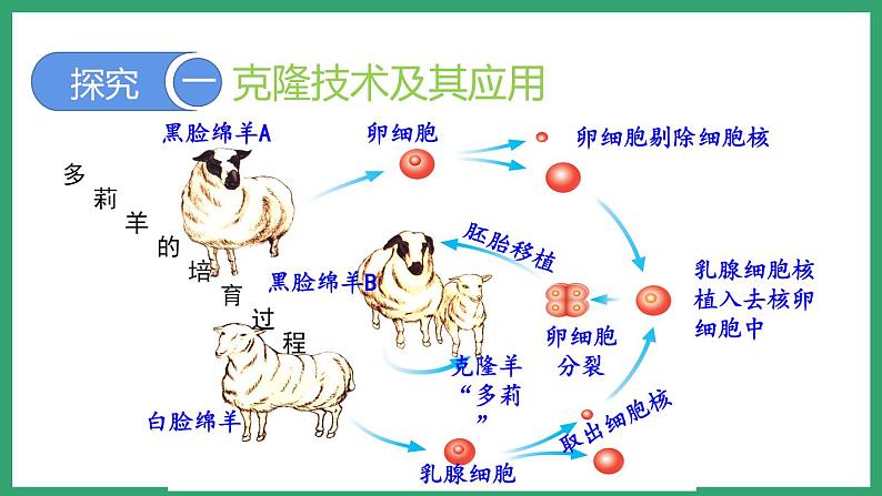 7.2.2克隆技术 （课件）济南版生物八年级下册05