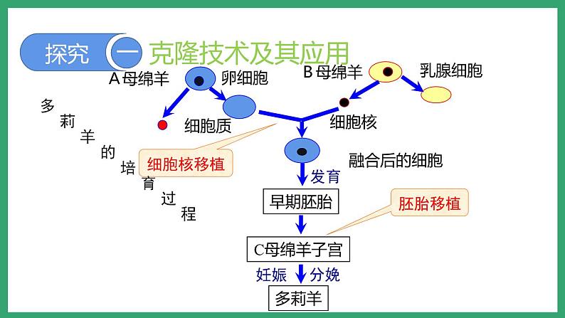 7.2.2克隆技术 （课件）济南版生物八年级下册06