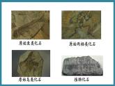 5.1.2生命进化的证据 （课件）济南版生物八年级下册