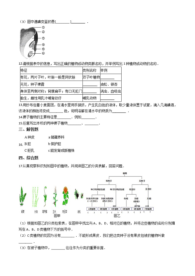 冀教版七年级上册生物 1.3.6被子植物 同步测试与解析02