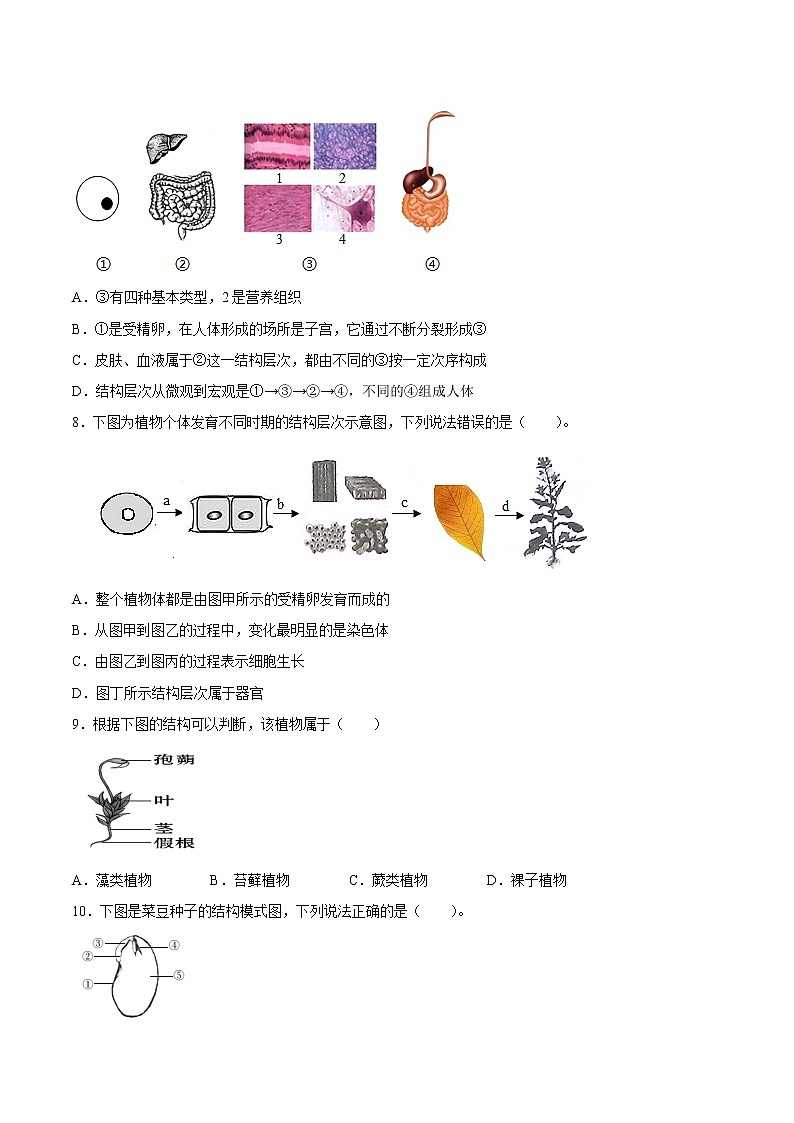 【期末题型专练】人教版生物七年级上学期 期末必刷200题-题型03（识图题）03
