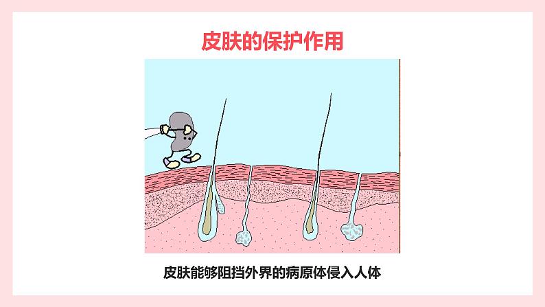 第二节 免疫与计划免疫 课件第5页