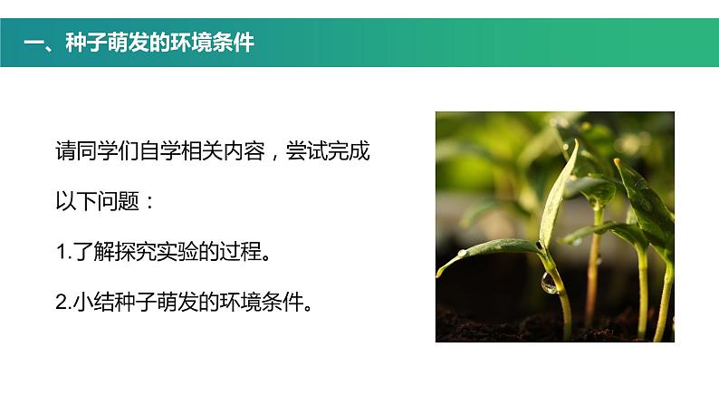 第一节 种子的萌发 课件第4页