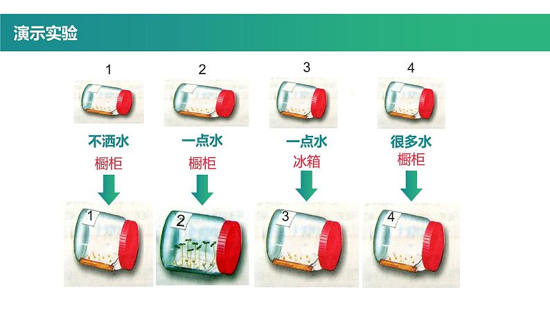 第一节 种子的萌发 课件第8页