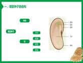 第二节 种子植物 课件