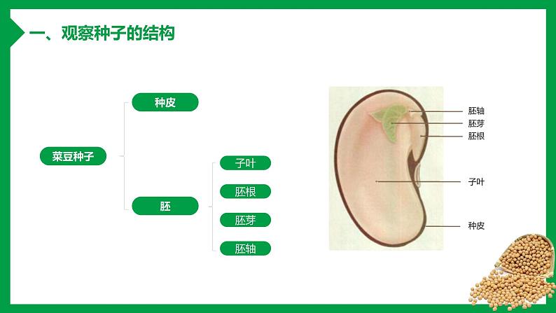 第二节 种子植物 课件05