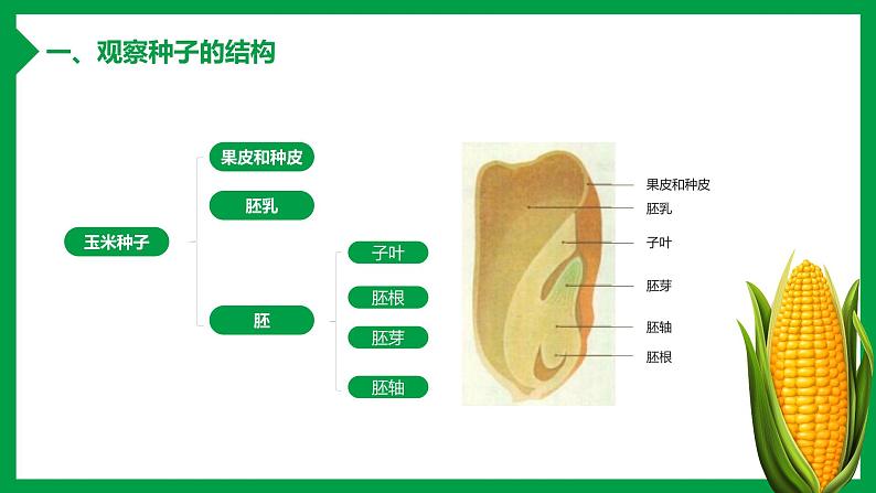 第二节 种子植物 课件07