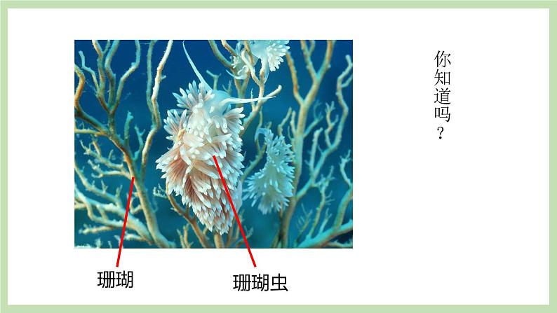 1.1.1生物的基本特征 课件 济南版生物七年级上册07