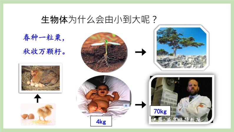 1.2.2细胞的分裂与分化 课件 济南版生物七年级上册02