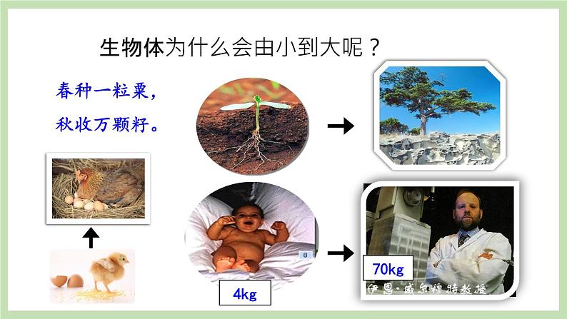 1.2.2细胞的分裂与分化 课件 济南版生物七年级上册02