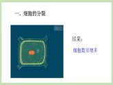 1.2.2细胞的分裂与分化 课件 济南版生物七年级上册