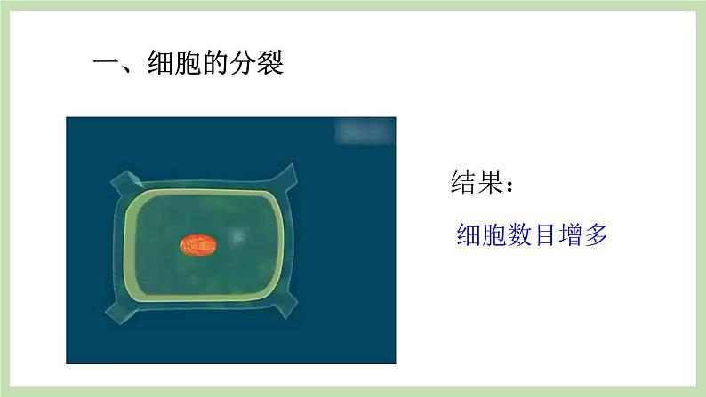 1.2.2细胞的分裂与分化 课件 济南版生物七年级上册05