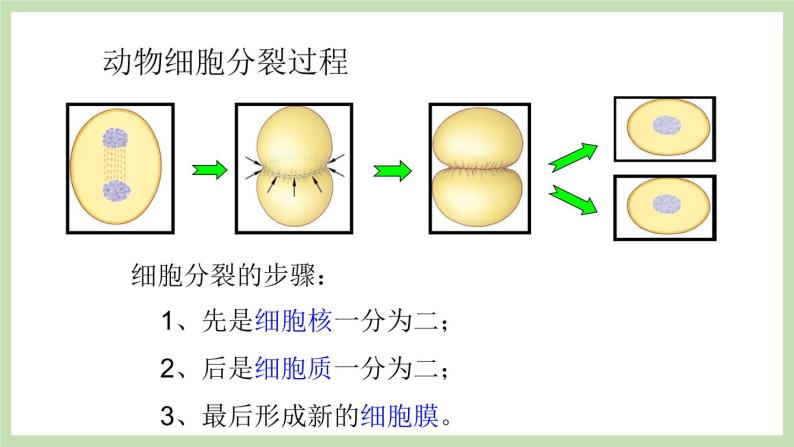 1.2.2细胞的分裂与分化 课件 济南版生物七年级上册06