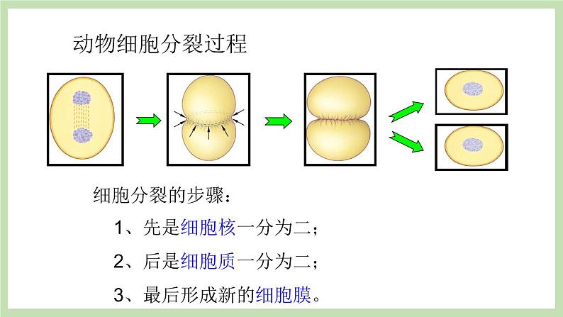 1.2.2细胞的分裂与分化 课件 济南版生物七年级上册06