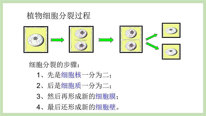 1.2.2细胞的分裂与分化 课件 济南版生物七年级上册07