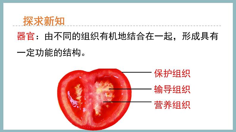 1.2.3多细胞生物体的结构层次 课件 济南版生物七年级上册06