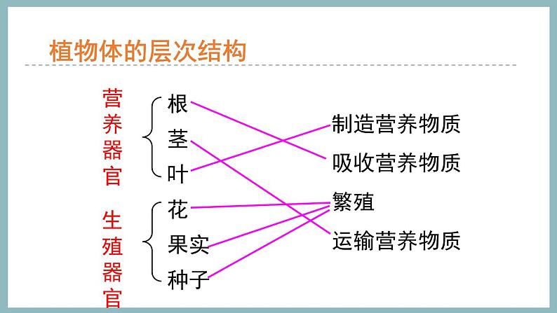 1.2.3多细胞生物体的结构层次 课件 济南版生物七年级上册08