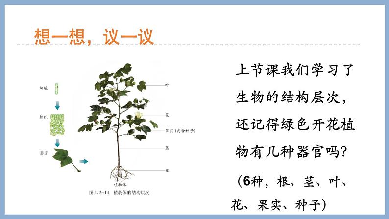 2.1.1绿色植物的主要类群第1课时 课件 济南版生物七年级上册第2页