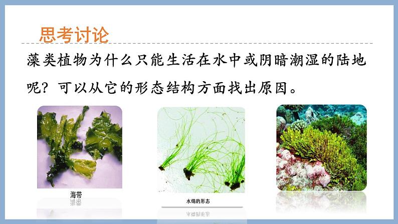 2.1.1绿色植物的主要类群第1课时 课件 济南版生物七年级上册第7页