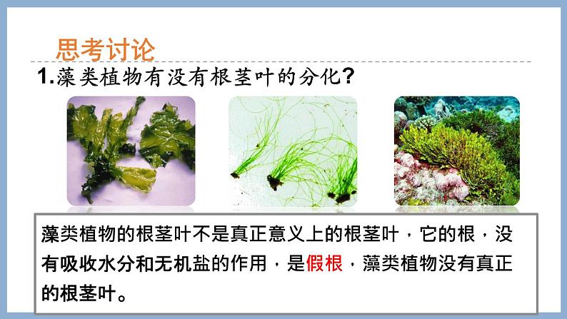 2.1.1绿色植物的主要类群第1课时 课件 济南版生物七年级上册第8页