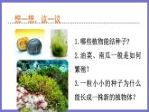 2.1.1绿色植物的主要类群第2课时 课件 济南版生物七年级上册