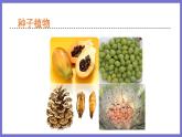 2.1.1绿色植物的主要类群第2课时 课件 济南版生物七年级上册