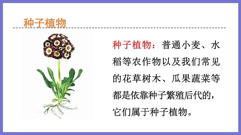 2.1.1绿色植物的主要类群第2课时 课件 济南版生物七年级上册第5页