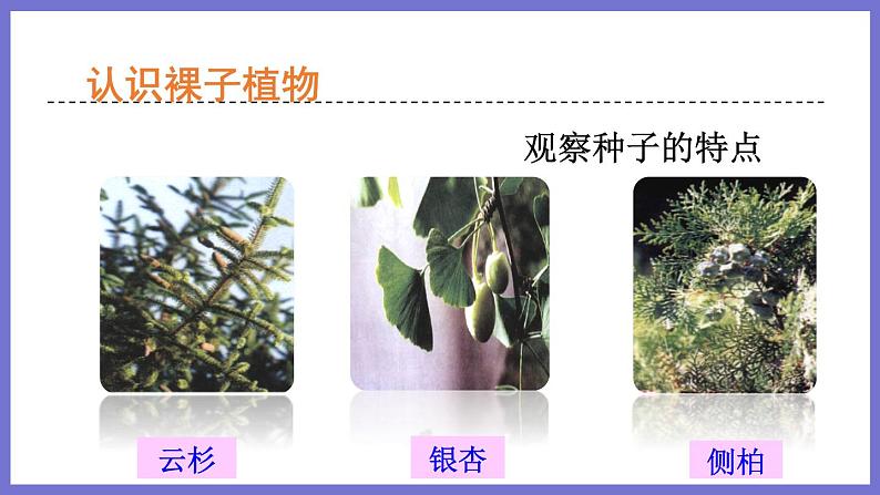 2.1.1绿色植物的主要类群第2课时 课件 济南版生物七年级上册第7页